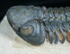 Large Inch, Prone Reedops Trilobite #4103-3